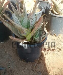 Aloe Lateritia Maroc | Achat vente Aloe au Maroc | نبتة الالوي لاتيريسيا في المغرب