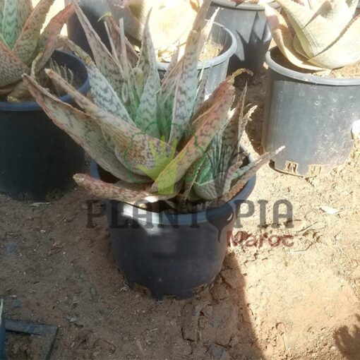 Aloe Lateritia Maroc | Achat vente Aloe au Maroc | نبتة الالوي لاتيريسيا في المغرب