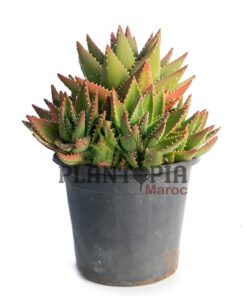 Aloe mitoformis Maroc | Vente Aloès Maroc | Aloès perfoliata Maroc | نبتة الالوي ميتوفورميس بيرفولياتا في المغرب | بيع نباتات الألوي في المغرب