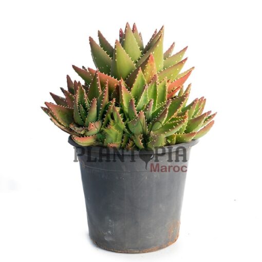 Aloe mitoformis Maroc | Vente Aloès Maroc | Aloès perfoliata Maroc | نبتة الالوي ميتوفورميس بيرفولياتا في المغرب | بيع نباتات الألوي في المغرب