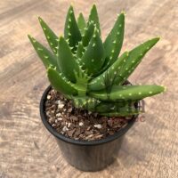 Aloe mitoformis Maroc | Vente Aloès Maroc | Aloès perfoliata Maroc | نبتة الالوي ميتوفورميس بيرفولياتا في المغرب | بيع نباتات الألوي في المغرب