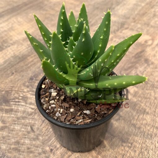 Aloe mitoformis Maroc | Vente Aloès Maroc | Aloès perfoliata Maroc | نبتة الالوي ميتوفورميس بيرفولياتا في المغرب | بيع نباتات الألوي في المغرب