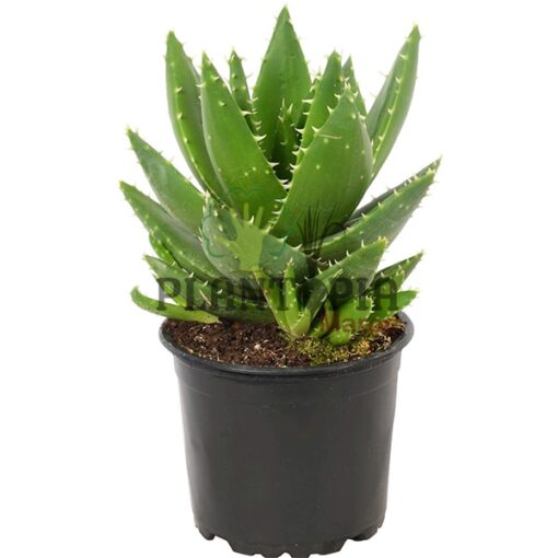 Aloe mitoformis Maroc | Vente Aloès Maroc | Aloès perfoliata Maroc | نبتة الالوي ميتوفورميس بيرفولياتا في المغرب | بيع نباتات الألوي في المغرب