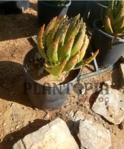 Aloe mitoformis Maroc | Vente Aloès Maroc | Aloès perfoliata Maroc | نبتة الالوي ميتوفورميس بيرفولياتا في المغرب | بيع نباتات الألوي في المغرب