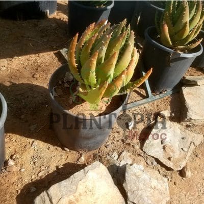 Aloe mitoformis Maroc | Vente Aloès Maroc | Aloès perfoliata Maroc | نبتة الالوي ميتوفورميس بيرفولياتا في المغرب | بيع نباتات الألوي في المغرب