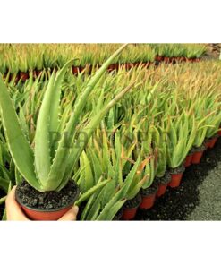 Aloe Vera Maroc | Aloès Maroc | Vraie Aloe Maroc | Vente Aloe Vera Plante en pot Maroc | نبتة الالويفيرا في المغرب | بيع نباتات الألوي فيرا في المغرب | الألوي الحقيقية في المغرب