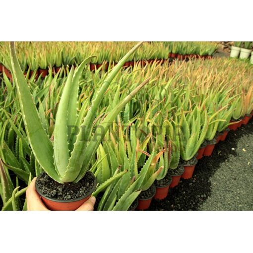 Aloe Vera Maroc | Aloès Maroc | Vraie Aloe Maroc | Vente Aloe Vera Plante en pot Maroc | نبتة الالويفيرا في المغرب | بيع نباتات الألوي فيرا في المغرب | الألوي الحقيقية في المغرب