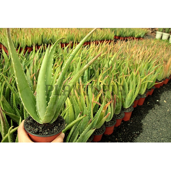 Aloès - Aloe Vera - Plantopia Maroc