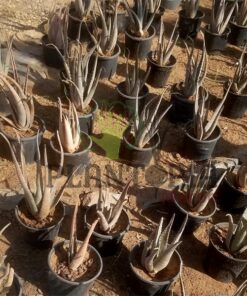 Aloe Vera Maroc | Aloès Maroc | Vraie Aloe Maroc | Vente Aloe Vera Plante en pot Maroc | نبتة الالويفيرا في المغرب | بيع نباتات الألوي فيرا في المغرب | الألوي الحقيقية في المغرب