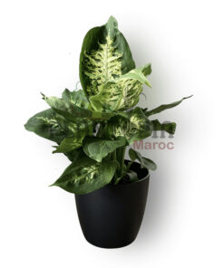 Dieffenbachia Maroc | Plantes exotiques et rares au Maroc | Vente de plantes tropicales d'intérieur au Maroc | Vente de canne de muet dieffenbachia au Maroc | الديفنباخيا في المغرب | نبات داخلي في المغرب | نباتات الظل في المغرب | نباتات استوائية في المغرب