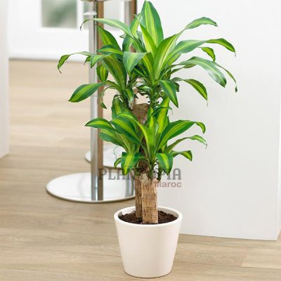 Dragonnier Maroc | Draceana Marginata Lemon Lime Maroc | Draceana MAroc | نبتة الدراسينا في المغرب | نبتة لداخل المنزل و الظل في المغرب