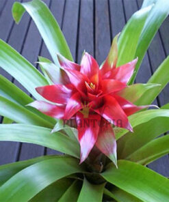 Guzmania Maroc | Plantes guzmania au Maroc | Guzmania Minor rondo au Maroc | Vente de plantes d'intérieur au Maroc | نبتة الغوزمانيا في المغب | بيع نبات الجوزمانيا في المغرب | بيع نباتات الظل في المغرب