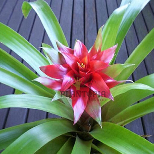 Guzmania Maroc | Plantes guzmania au Maroc | Guzmania Minor rondo au Maroc | Vente de plantes d'intérieur au Maroc | نبتة الغوزمانيا في المغب | بيع نبات الجوزمانيا في المغرب | بيع نباتات الظل في المغرب