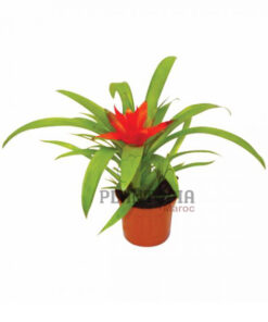 Guzmania Maroc | Plantes guzmania au Maroc | Guzmania Minor rondo au Maroc | Vente de plantes d'intérieur au Maroc | نبتة الغوزمانيا في المغب | بيع نبات الجوزمانيا في المغرب | بيع نباتات الظل في المغرب