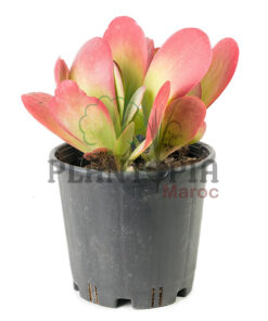 Kalanchoé à fleurs en thyrse Maroc | Kalanchoe thyrsiflora Maroc | producteur plantes succulentes Maroc | Vente plante en gros et détails au Maroc | عصارية كلانشوي في المغرب | عصاريات | بيع النباتات في المغرب | مشتل الكتروني المغرب