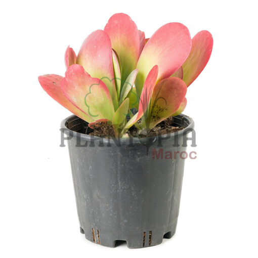 Kalanchoé à fleurs en thyrse Maroc | Kalanchoe thyrsiflora Maroc | producteur plantes succulentes Maroc | Vente plante en gros et détails au Maroc | عصارية كلانشوي في المغرب | عصاريات | بيع النباتات في المغرب | مشتل الكتروني المغرب