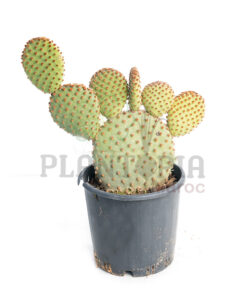 cactus oreille de lapin Maroc | Cactus Opuntia Maroc | Opuntia Microdasys Pallida Maroc | صبار حقيقي صنف نادر اذن الارنب في المغرب