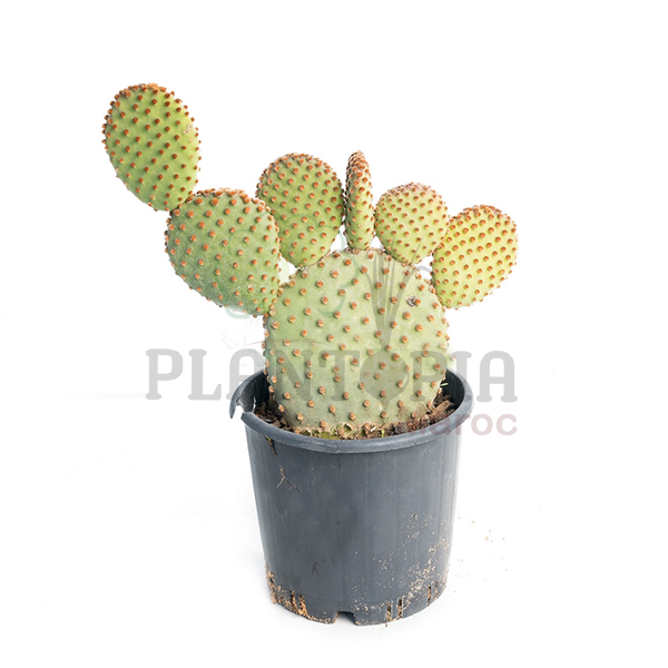 cactus oreille de lapin Maroc | Cactus Opuntia Maroc | Opuntia Microdasys Pallida Maroc | صبار حقيقي صنف نادر اذن الارنب في المغرب