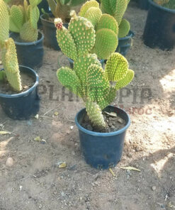 cactus oreille de lapin Maroc | Cactus Opuntia Maroc | Opuntia Microdasys Pallida Maroc | صبار حقيقي صنف نادر اذن الارنب في المغرب