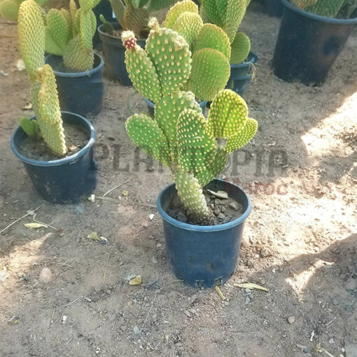 cactus oreille de lapin Maroc | Cactus Opuntia Maroc | Opuntia Microdasys Pallida Maroc | صبار حقيقي صنف نادر اذن الارنب في المغرب