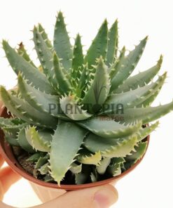 Aloe Brevifolia Maroc | Vraie Aloe brevifolia au Maroc | Aloe Maroc | نبتة ألوي بريفيفوليا في المغرب