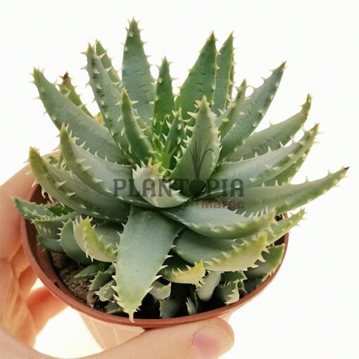 Aloe Brevifolia Maroc | Vraie Aloe brevifolia au Maroc | Aloe Maroc | نبتة ألوي بريفيفوليا في المغرب