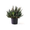 Aloe Brevifolia Maroc | Vraie Aloe brevifolia au Maroc | Aloe Maroc | نبتة ألوي بريفيفوليا في المغرب