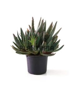 Aloe Brevifolia Maroc | Vraie Aloe brevifolia au Maroc | Aloe Maroc | نبتة ألوي بريفيفوليا في المغرب