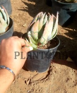 Aloe Brevifolia Maroc | Vraie Aloe brevifolia au Maroc | Aloe Maroc | نبتة ألوي بريفيفوليا في المغرب
