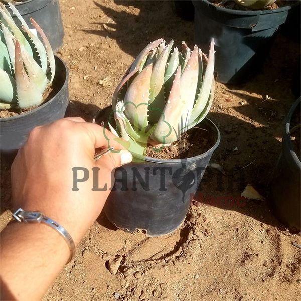 Aloe Brevifolia Maroc | Vraie Aloe brevifolia au Maroc | Aloe Maroc | نبتة ألوي بريفيفوليا في المغرب
