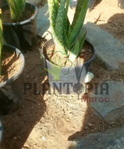 Aloe Maculata Maroc | Aloe maculé Maroc | Aloès savon Maroc | Aloe Savon | نبتة الالوي ماكولاتا في المغرب | بيع الألوي ماكولاتا في المغرب [ الوي الصابون المغرب