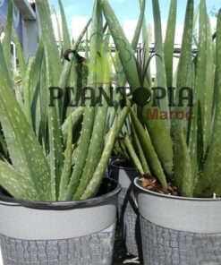 Aloe Maculata Maroc | Aloe maculé Maroc | Aloès savon Maroc | Aloe Savon | نبتة الالوي ماكولاتا في المغرب | بيع الألوي ماكولاتا في المغرب [ الوي الصابون المغرب