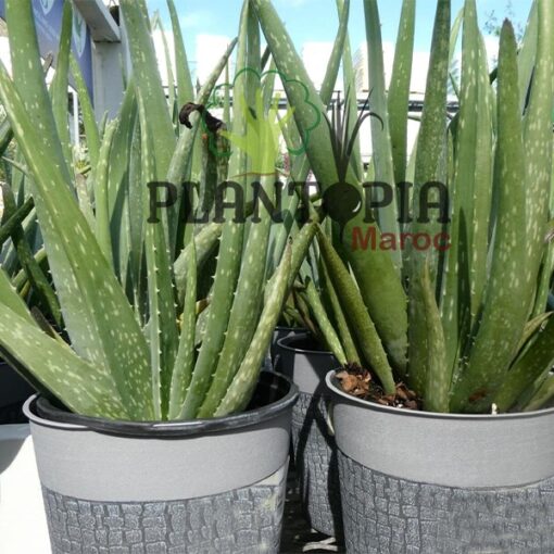 Aloe Maculata Maroc | Aloe maculé Maroc | Aloès savon Maroc | Aloe Savon | نبتة الالوي ماكولاتا في المغرب | بيع الألوي ماكولاتا في المغرب [ الوي الصابون المغرب