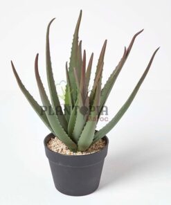 Aloe Vera Maroc | Aloès Maroc | Vraie Aloe Maroc | Vente Aloe Vera Plante en pot Maroc | نبتة الالويفيرا في المغرب | بيع نباتات الألوي فيرا في المغرب | الألوي الحقيقية في المغرب