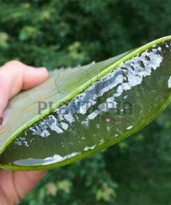 Aloe Vera Maroc | Aloès Maroc | Vraie Aloe Maroc | Vente Aloe Vera Plante en pot Maroc | نبتة الالويفيرا في المغرب | بيع نباتات الألوي فيرا في المغرب | الألوي الحقيقية في المغرب