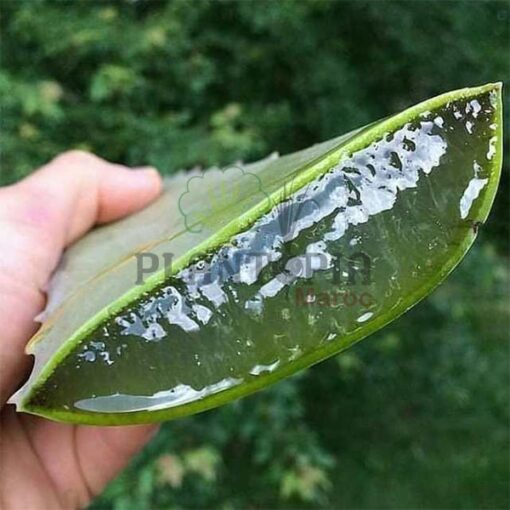 Aloe Vera Maroc | Aloès Maroc | Vraie Aloe Maroc | Vente Aloe Vera Plante en pot Maroc | نبتة الالويفيرا في المغرب | بيع نباتات الألوي فيرا في المغرب | الألوي الحقيقية في المغرب