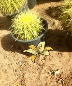 Cactus coussin de belle mère maroc | cactus hérisson épineux maroc | cactus collection maroc