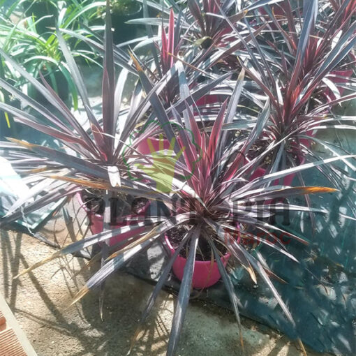 Cordyline electric Pink Maroc | Plante rose Maroc | Palmier décoratif Maroc | Palmier rose Maroc | Electric Pink Maroc | Cordyline Maroc | Palmier décoratif Maroc | كورديلين في المغرب | نبات داخلي في المغرب | نباتات الظل في المغرب | نباتات استوائية في المغرب | نخل الزينة المغرب | نبات وردي في المغرب