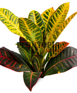 Croton au Maroc | Croton aux feuilles arrondies au Maroc | Croton Petra Maroc | Croton variegatum Maroc | Plantes d'intérieur Maroc | Jardinerie et pepinière Maroc | بيع الكروطون اوراق عريضة في المغرب | نبتة الكروطون في المغرب | بيع نباتات المنزل في المغرب | نباتات داخلية في المغرب