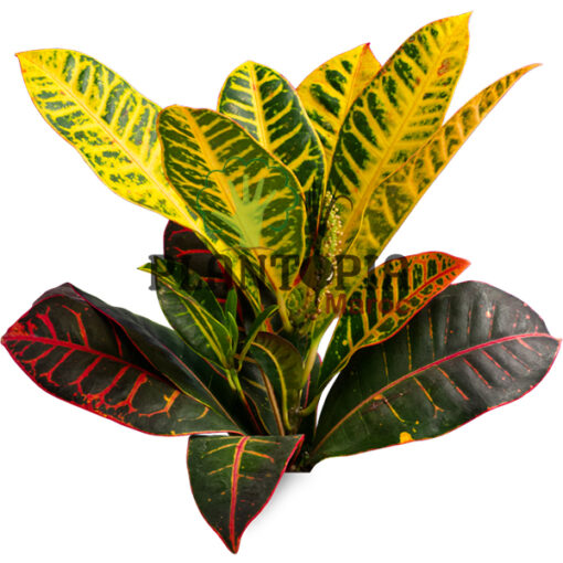 Croton au Maroc | Croton aux feuilles arrondies au Maroc | Croton Petra Maroc | Croton variegatum Maroc | Plantes d'intérieur Maroc | Jardinerie et pepinière Maroc | بيع الكروطون اوراق عريضة في المغرب | نبتة الكروطون في المغرب | بيع نباتات المنزل في المغرب | نباتات داخلية في المغرب