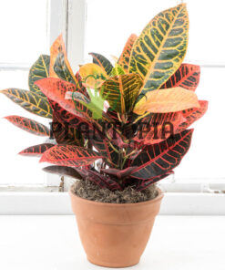 Croton au Maroc | Croton aux feuilles arrondies au Maroc | Croton Petra Maroc | Croton variegatum Maroc | Plantes d'intérieur Maroc | Jardinerie et pepinière Maroc | بيع الكروطون اوراق عريضة في المغرب | نبتة الكروطون في المغرب | بيع نباتات المنزل في المغرب | نباتات داخلية في المغرب