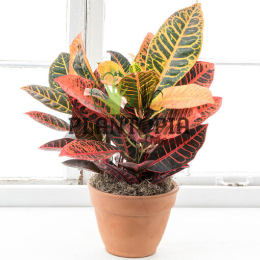 Croton au Maroc | Croton aux feuilles arrondies au Maroc | Croton Petra Maroc | Croton variegatum Maroc | Plantes d'intérieur Maroc | Jardinerie et pepinière Maroc | بيع الكروطون اوراق عريضة في المغرب | نبتة الكروطون في المغرب | بيع نباتات المنزل في المغرب | نباتات داخلية في المغرب