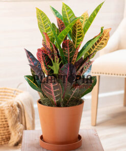 Croton au Maroc | Croton aux feuilles arrondies au Maroc | Croton Petra Maroc | Croton variegatum Maroc | Plantes d'intérieur Maroc | Jardinerie et pepinière Maroc | بيع الكروطون اوراق عريضة في المغرب | نبتة الكروطون في المغرب | بيع نباتات المنزل في المغرب | نباتات داخلية في المغرب