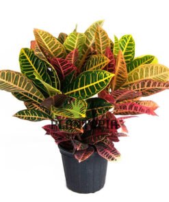 Croton au Maroc | Croton aux feuilles arrondies au Maroc | Croton Petra Maroc | Croton variegatum Maroc | Plantes d'intérieur Maroc | Jardinerie et pepinière Maroc | بيع الكروطون اوراق عريضة في المغرب | نبتة الكروطون في المغرب | بيع نباتات المنزل في المغرب | نباتات داخلية في المغرب