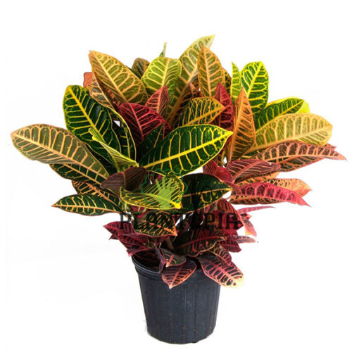 Croton au Maroc | Croton aux feuilles arrondies au Maroc | Croton Petra Maroc | Croton variegatum Maroc | Plantes d'intérieur Maroc | Jardinerie et pepinière Maroc | بيع الكروطون اوراق عريضة في المغرب | نبتة الكروطون في المغرب | بيع نباتات المنزل في المغرب | نباتات داخلية في المغرب