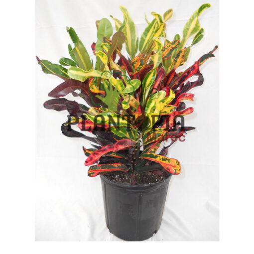 Cordiaeum Maroc | Manteau de joseph Maroc | Croton Mammy maroc | Croton Maroc | Vente de plantes d'intérieur au Maroc | Vente de Croton au Maroc | بيع الكروطون مامي في المغرب | نبتة الكروطون في المغرب | بيع نباتات المنزل في المغرب | نباتات داخلية في المغرب