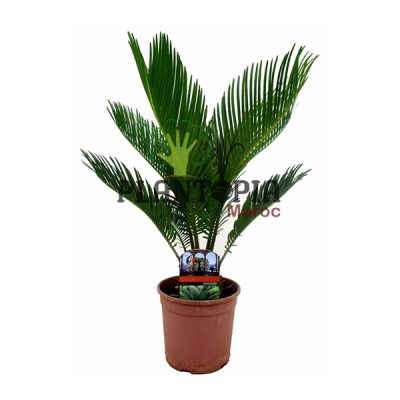 Palmier tropical et exotique au Maroc | Sagoutier au Maroc | Sagou du Japan au Maroc | Palmier de la paix au Maroc | Cycas du Japon au Maroc | السيكا الياباني في المغرب | نبات نادر في المغرب | نخل السلام في المغرب | نباتات استوائية في المغرب | نخل الزينة المغرب | نخل استوائي في المغرب