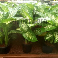Dieffenbachia Maroc | Plantes exotiques et rares au Maroc | Vente de plantes tropicales d'intérieur au Maroc | Vente de canne de muet dieffenbachia au Maroc | الديفنباخيا في المغرب | نبات داخلي في المغرب | نباتات الظل في المغرب | نباتات استوائية في المغرب