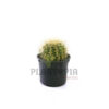 coussin de belle mère Maroc | cactus oursin maroc | Echinocactus grusonii Plantopia Maroc | صبار نادر جودة عالية نبتة حية حقيقية صبار مكسيكي المغرب