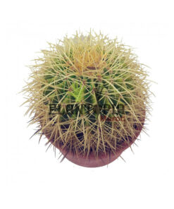 cactus de belle mère | cactus oursin maroc |Echinocactus grusonii Plantopia Maroc | صبار نادر جودة عالية نبتة حية حقيقية صبار مكسيكي المغرب